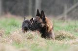 MALINOIS 863